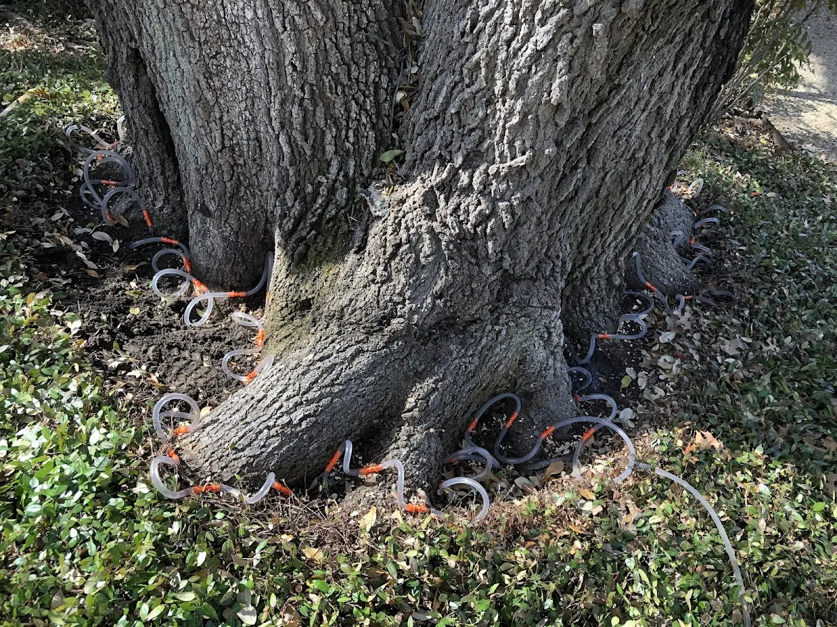 Detailed Tree Cabling and Bracing job site in Meadville