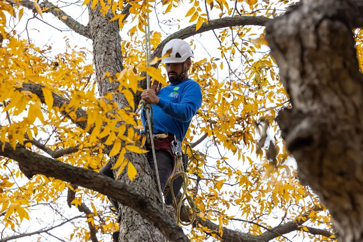 Skilled Storm Damage Cleanup crew working in Meadville